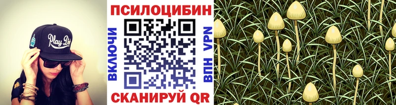 Купить закладки  Киржач  Галлюциногенные грибы Cubensis 